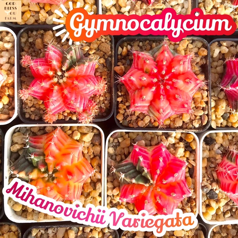 [ยิมโนด่าง] Gymnocalycium Mihanovichii Variegata ยิมโนหัวสี ยิมโนสี แคคตัส กระบองเพชร cactus ไม้สีสวยๆ ต้นไม้ ด่าง