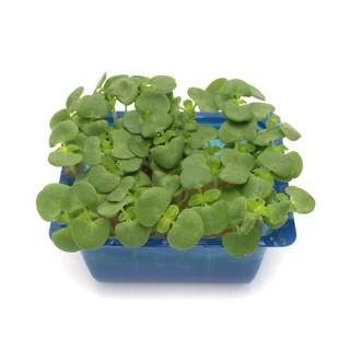 เมล็ดพันธุ์ชิโสะ Green Shiso สีเขียว เมล็ด​พันธุ์​โอบะ​ 50-120​ เมล็ด เมล็ดใบงาเกาหลี​ [ซื้อ 10 แถม1คละได้]