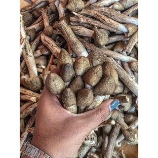 สอบถามก่อนสั่งซื้อนะคะ🍄เห็ดโคนธรรมชาติ🍄 1ปีมี1ครั้ง ขึ้นตามธรรมชาติ