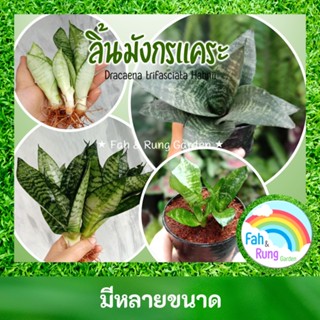 🌱ลิ้นมังกรแคระ ไม้ฟอกอากาศ