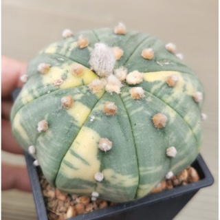 แอ​สโตร​ไฟตัม  #ด่างสวย   #แคสตัส castus​ Astrophytum แอสโตร แอสโตร​ไ​ฟตั้​ม กระบองเพชร