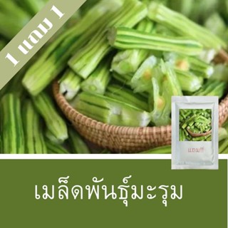 เมล็ดพันธุ์มะรุม 1แถม1 (250 เมล็ด) ถูกที่สุด!!