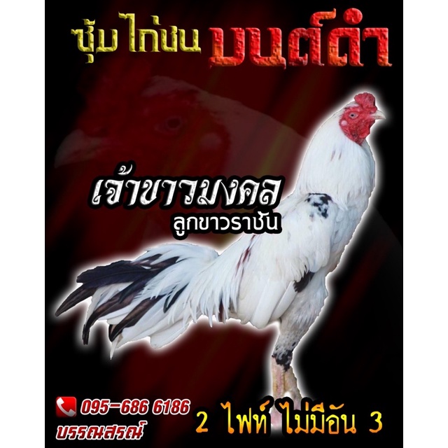 ไข่เชื้อไก่ชน ก๋อยกัดทุบ (ชมคลิปพ่อพันธ์) สายเลือดเงินล้าน ลูกขาวราชันย์ ไก่ก๋อยเชิง ยอดไก่ก๋อยจอมทุบ เจ้าขาวมงคล