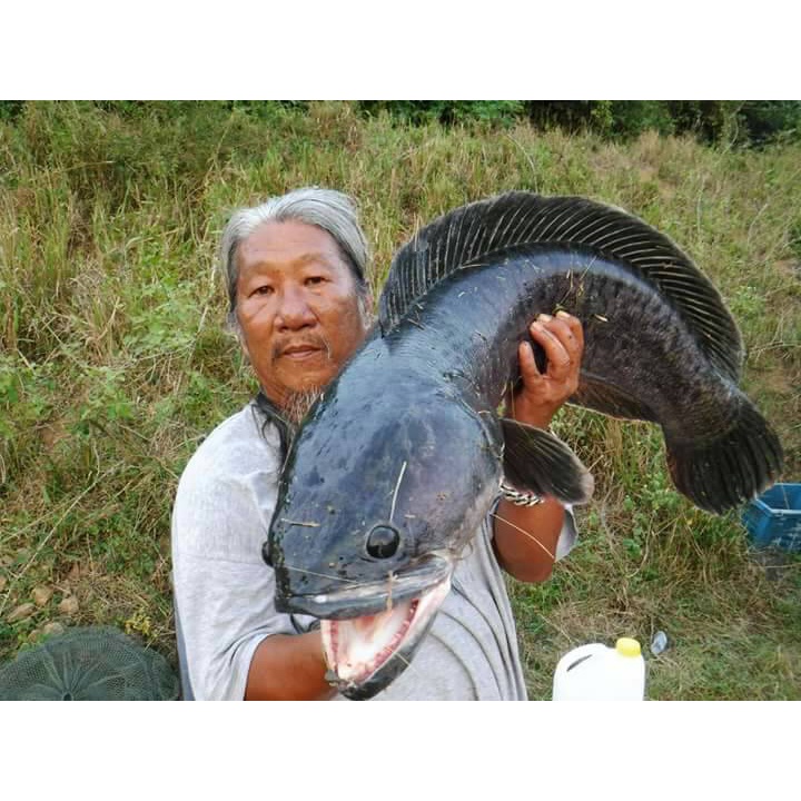 [Saki] ตะขอเกี่ยวกบเป็น หน้าตรง ซองเหลือง LF2018 ก้านเบ็ดแข็งแรง เกสรเบ็ดคม-แข็ง - รูปที่ 5