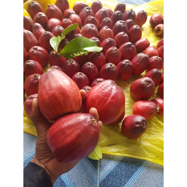 ชมพู่มะเหมี่ยว นครศร๊ 1KG แถมให้ทุกออเดอร์