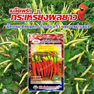 ผลิตภัณฑ์ใหม่ เมล็ดพันธุ์ เมล็ดพริกกระเหรี่ยงผลยาว เมโทร Hot pepper เมล็ดพริกกระเหรี่ยง เมล็ดพันธุ์พริก เมล็ดพร /มะเขือ