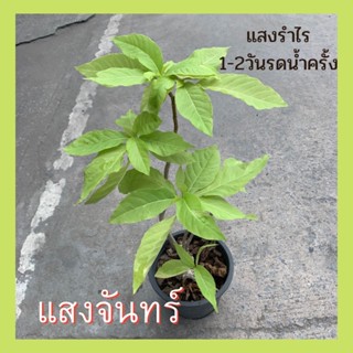 ต้นแสงจันทร์ ไม้มงคลประจำบ้าน ส่งพร้อมกระถาง8นิ้ว