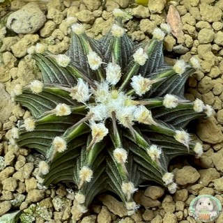 (Y35) ต้นยิมโน LB2178 แท้ 13 พู ไม้เมล็ด - (gymnocalycium) - แคคตัส/ง่าย ปลูก สวนครัว เมล็ด/ผักชี EXOB