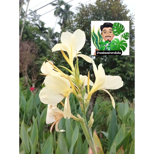 พุทธรักษาสีขาวมุก สีหายาก ลำต้นที่ขาว ใบดาบ ต้นสูง 1 เมตร