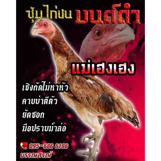 ไข่ไก่ชน สายกัด แข้งสโล่หลัง (แม่เฮงเฮง)