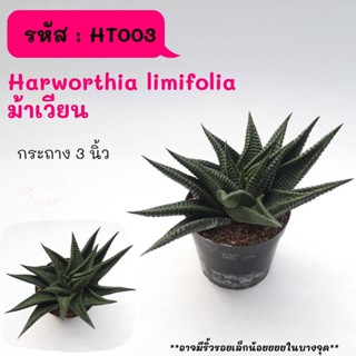 HT003 Harworthia limifolia ม้าเวียน ไม้ชำหน่อ cactus กระบองเพชร แคคตัส กุหลาบหิน พืชอวบน้ำ