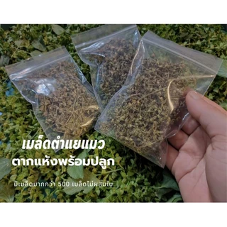 เมล็ดตำแยแมวตากแห้งพร้อมปลูกเมล็ดล้วนไม่ผสมใบมีเมล็ดมากกว่า🌲200เมล็ด🌲