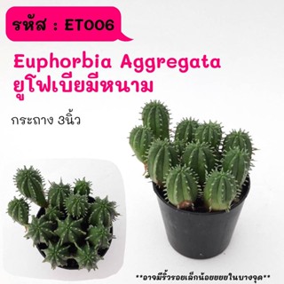 ET006 Euphorbia Aggregata  ยูโฟเบียมีหนาม ไม้ชำหน่อ ฟอร์มกอ cactus กระบองเพชร แคคตัส กุหลาบหิน พืชอวบน้ำ