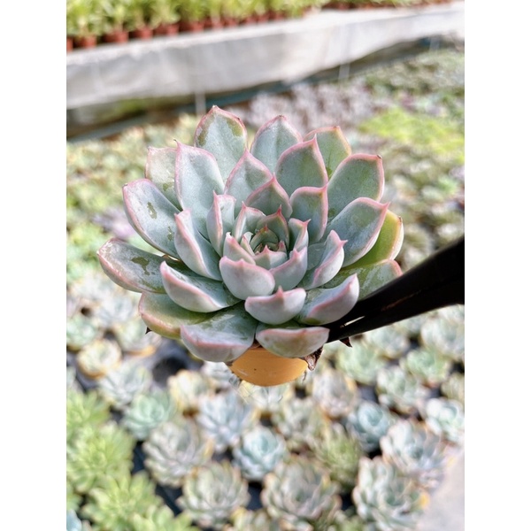 Echeveria :  Fiona ” ราคา ถูกที่สุด ดีลบีเคเค แกลเลอรีภาพที่ 4