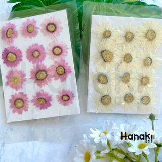 【พร้อมส่ง】ดอกเดซี่ญี่ปุ่นทับแห้ง ดอกLintuoju ดอกเดซี่แห้ง ดอกไม้จริงทับแห้ง ดอกไม้ทับแห้ง  Pressed Flowers💐