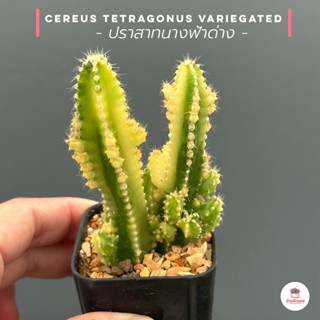 ปราสาทนางฟ้าด่าง Cereus tetragonus Variegated แคคตัส กระบองเพชร cactus&amp;succulent