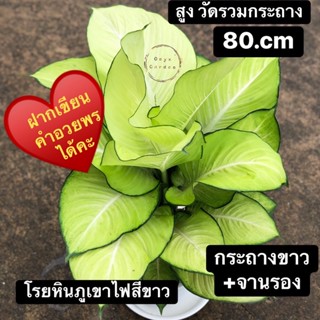 ต้นเศรษฐีแสงจันทร์ไม้มงคลเรียกทรัพย์กระถางขาว10นิ้วพร้อมจานรองโรยหินภูเขาไฟไม้ฟอกอากาศ