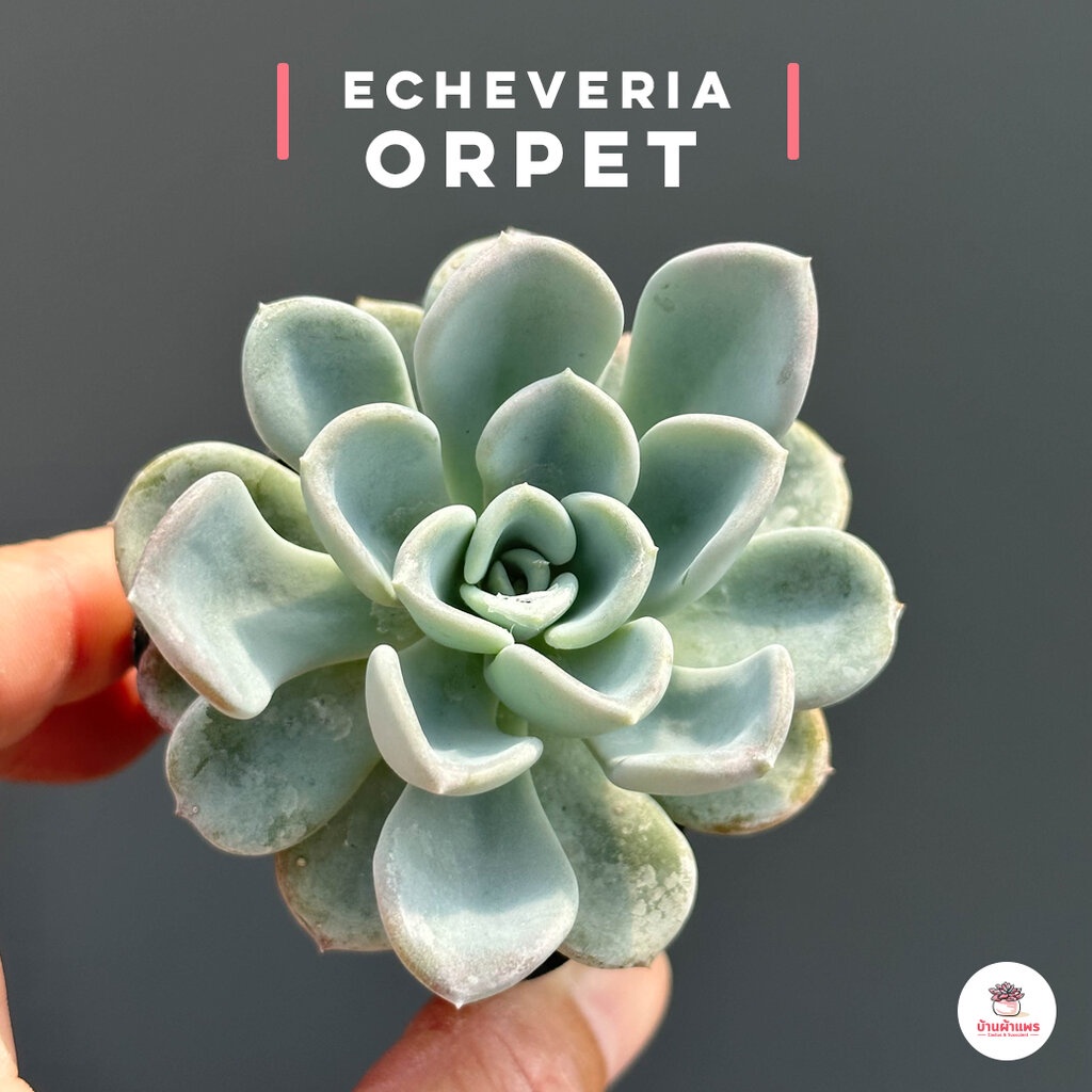 Echeveria Orpet ไม้อวบน้ำ กุหลาบหิน Cactus&amp;Succulentหลากหลายสายพันธุ์