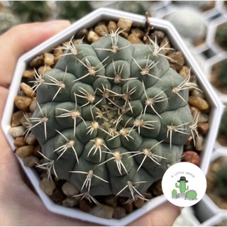 🌵 A Little cactus🌵| บัลเดียนั่ม