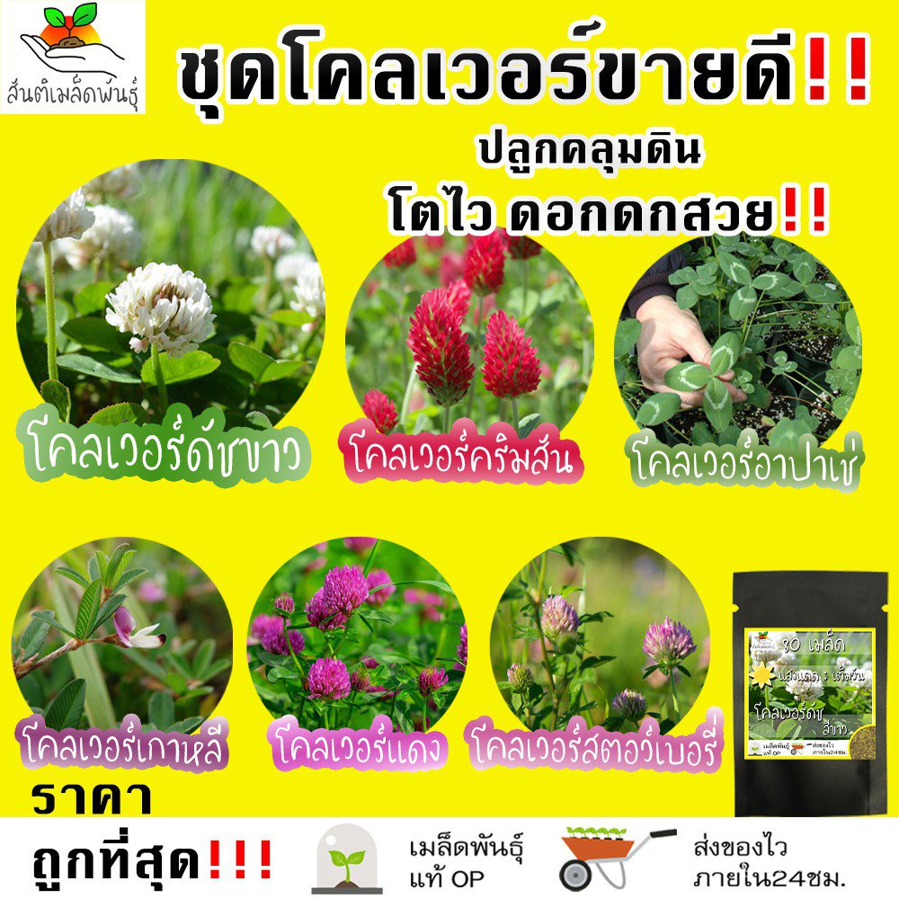 Hot Selling clover seeds ground cover Clover Dutch White/Clover rim