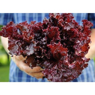 เมล็ดพันธุ์ผักกาดหอมม่วง เมอร์โล Merlot Lettuce Seeds บรรจุ 100 เมล็ด คุณภาพดี ของแท้ ราคาถูก นำเข้าจากต่างประเทศ