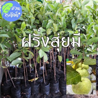 ผลิตภัณฑ์ใหม่ เมล็ดพันธุ์ ฝรั่งสุ่ยมี่ สายน้ำผึ้งกิ่งตอนชำลงถุง พันธุ์แท้100%  หวานกรอบ เมล็ดน้อย MIAC คละ สวนครัว/ YBTZ