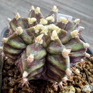 (W46) ต้นยิมโนหน้ายับ ลูก Trex ไม้เมล็ด - (gymnocalycium) - แคคตัส/ง่าย ปลูก สวนครัว เมล็ด/ต้นอ่อน XOI1