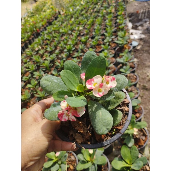 ต้นโป๊ยเซียนดอกใหญ่สีขาวลายชมพู ชื่อ