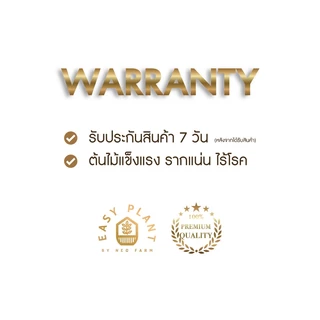 พลูด่าง (XL) Epipremnum aureum ต้นไม้ฟอกอากาศ ต้นไม้น้ำ ไม้เลื้อย ใบสวย เลี้ยงง่าย ต้นไม้ ตกแต่งบ้านและสวน - Easyplant