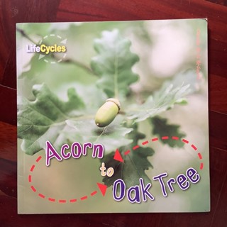 หนังสือชุด LifeCycles เรื่อง Acorn to Oak Tree