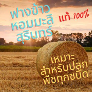 ฟางข้าวแห้งคลุมหน้าดินสวนผัก,ผักต้นไม้,เพาะเห็ด,รองรังไข่และประโยชน์อื่นๆ บรรจุ500กรัม