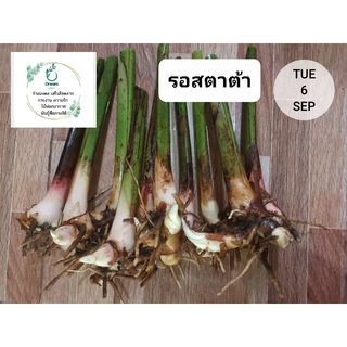 ดอกแดงห้อยลงยาว ประดับ ไม้จัดสวนทรอปิคอล ไม้ใหม่จัดสวน ไม้ประดับรั้ว ไม้ดอกสวยงาม