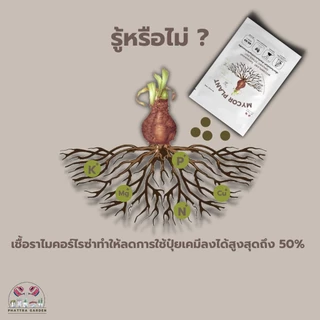 ไมคอร์ไรซ่า (200กรัม) เร่งราก รากเยอะ พืชโตเร็ว ความเข้มข้นเชื้อสูง เพาะเชื้อจากห้องLAB 100%