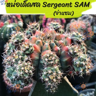 หน่อเด็ดสด ยิมโนด่าง โคลน จ่าแซม Sergeant SAM