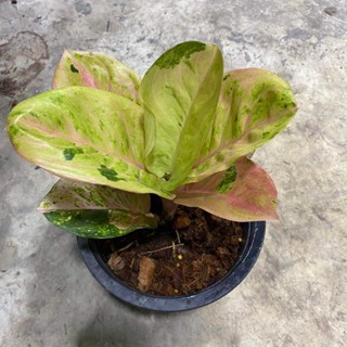 ต้นอโกลนีม่า (กำไรทอง) จำนวน 1 ต้น #Aglaonema ssp.