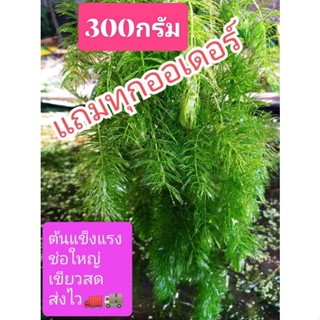 สาหร่ายหางกระรอกพุงชะโดปลอดสารพิษ 100% ราคาถูก300กรัมhttps://youtu.be/dfk8uWPQ4bQ