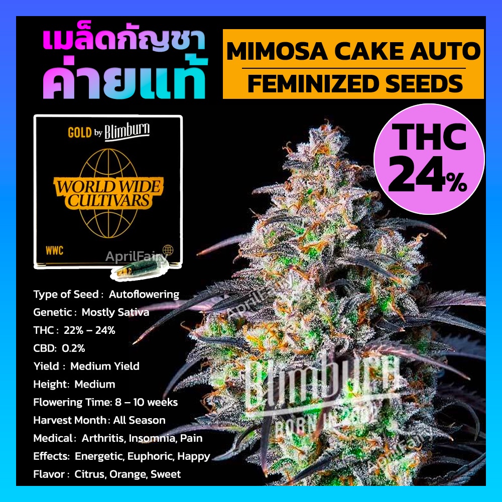 เมล็ดพันธุ์กัญชา Mimosa Cake Auto Feminised Cannabis Seeds เพศเมีย เมล็ดกัญชานอก เมล็ดค่าย Blimburn แท้100% แบ่งขาย