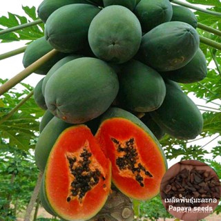 （คุณภาพสูง เมล็ด）เมล็ดพันธุ์ มะละกอ Papaya Seeds ต้นพันธุ์ผลไม้ เมล็ดบอนไซ พันธุ์ไม้ผล (แต่ละ/ผักชี ผัก ปลูก /ผักชี YX6A