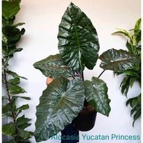 อโลคาเซีย ยูคาตัน ปริ๊นเซส (Alocasia Yucatan Princess)