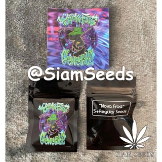 เมล็ดกัญชา Kickflip Genetics Nova Frost Regular Cannabis Seeds (Pack of 5+)