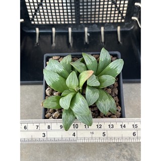 ฮาโวเธีย haworthia ไม้อวบน้ำ