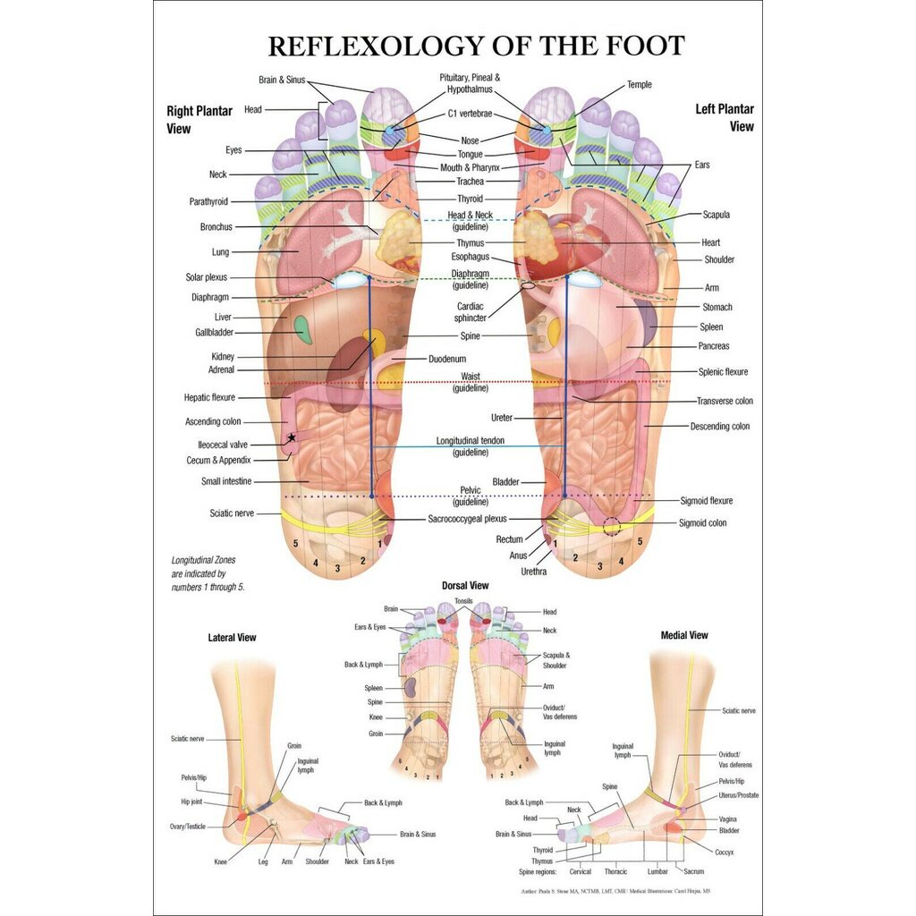 REFLEXOLOGY OF THE FOOT ACUPUNCTURE POINT CHART ANATOMY Art Film Print Silk Poster Home Wall Decor