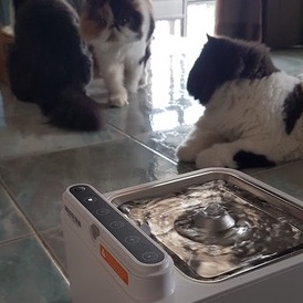 !มือสอง URPet น้ำพุไร้สายอัตโนมัติ แบต5200mAh +กรอง7 ชิ้น EN Version ระบบเซนเซอร์ น้ำพุแมวไร้สาย น้ำ