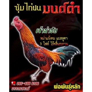 ไข่ไก่ชน (ดูคลิปพ่อพันธ์) พม่าตีเชิง สายเลือดเงินล้าน เจ้านำชัย