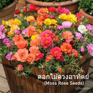 （คุณภาพสูง เมล็ด）เมล็ดพันธุ์ ดอกไม้ดวงอาทิตย์ Moss Rose Portulaca Flower Seeds บรรจุ 1000 เมล็ด คุณภ/มะเขือ ผัก ป/มะเขือ