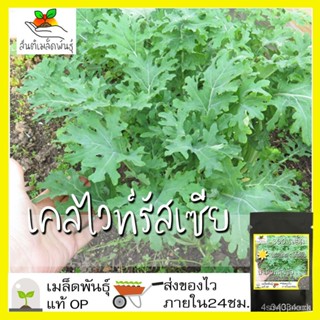 ผลิตภัณฑ์ใหม่ เมล็ดพันธุ์ 2022เมล็ดพันธุ์ เคลไวท์รัสเซีย 300 เมล็ด White Russian Kale seed เมล็ดพันธุ์แท้ นำเข้า/ผักชี 8