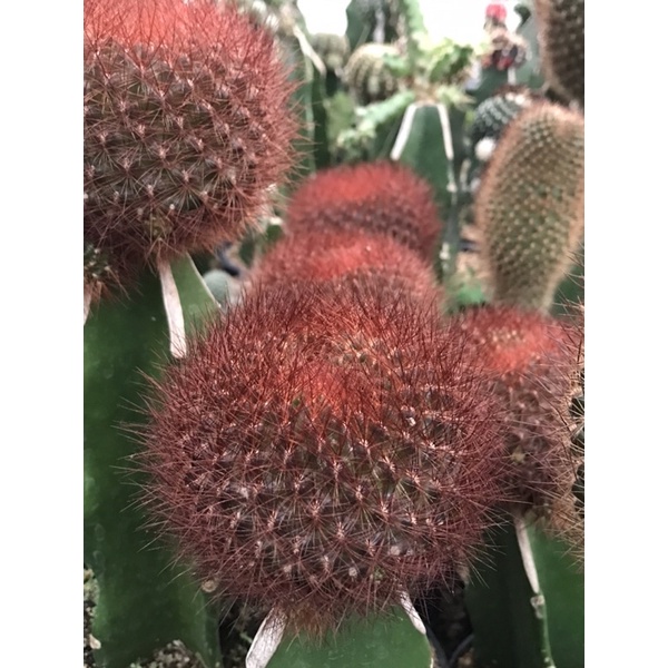 หน่อเด็ดสดซัลโครีบูเทียเงาะแดง ขนแดง ขนนุ่ม ไม้น่าสะสม sulcorebutia swobodae