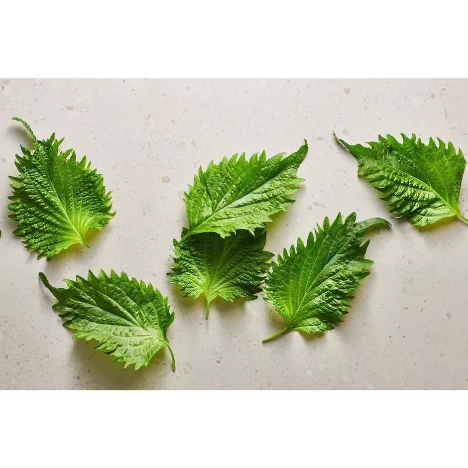 เมล็ดพันธุ์ชิโสะ Green Shiso สีเขียว เมล็ด​พันธุ์​โอบะ​ 50-120​ เมล็ด เมล็ดใบงาเกาหลี​ [ซื้อ 10 แถม1คละได้] ราคา ถูกที่สุด ดีลบีเคเค แกลเลอรีภาพที่ 8