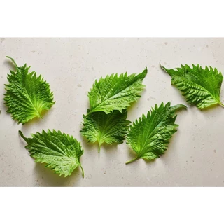 เมล็ดพันธุ์ชิโสะ Green Shiso สีเขียว เมล็ด​พันธุ์​โอบะ​ 50-120​ เมล็ด เมล็ดใบงาเกาหลี​ [ซื้อ 10 แถม1คละได้]