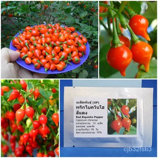 （คุณภาพสูง เมล็ด）เมล็ดพันธุ์ พริกไบควินโฮ สีแดง (Red Biquinho Pepper Seed) บรรจุ 10 เมล็ด คุณ/ง่าย ปลูก สวนครัว /ต้นอ่อน